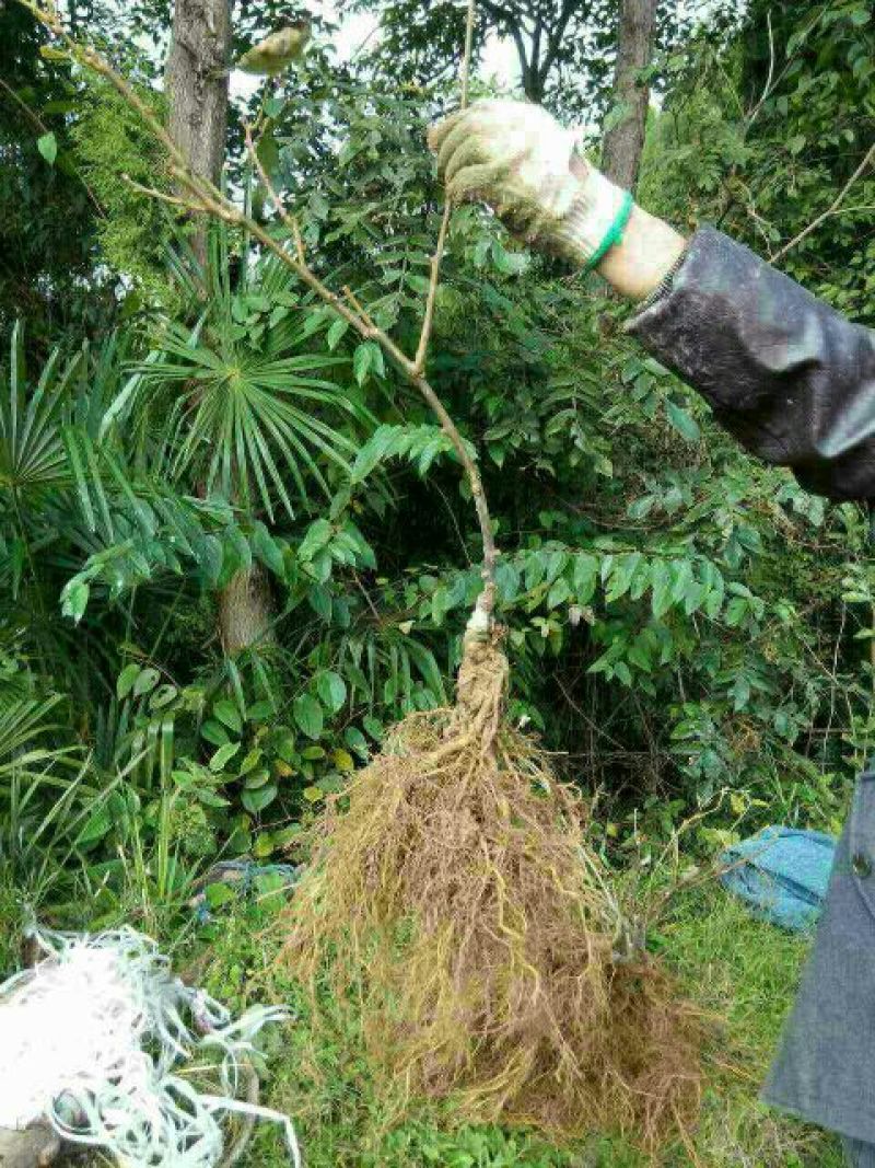 徐香猕猕猴桃苗品种质量保证，现挖现发