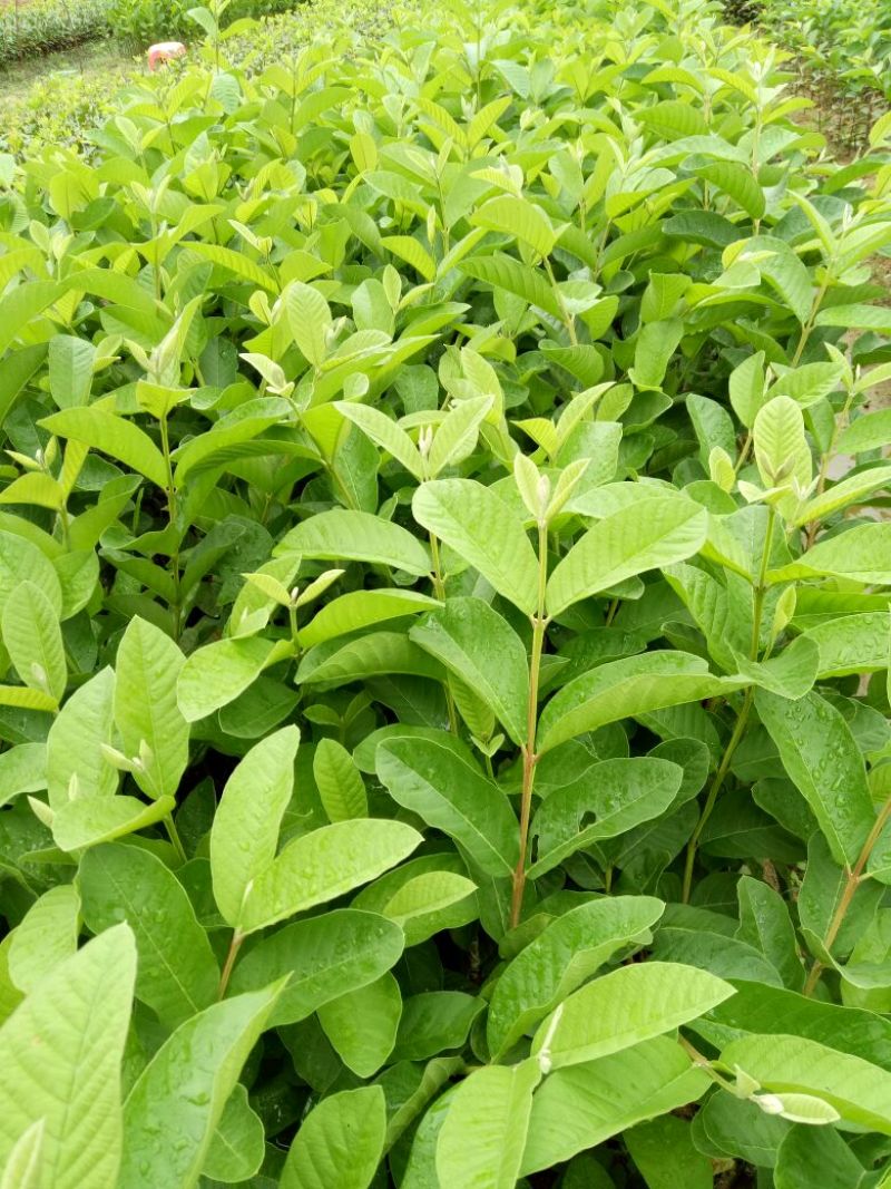 番石榴苗30~50cm