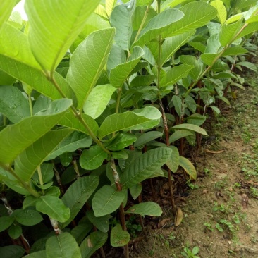番石榴苗30~50cm