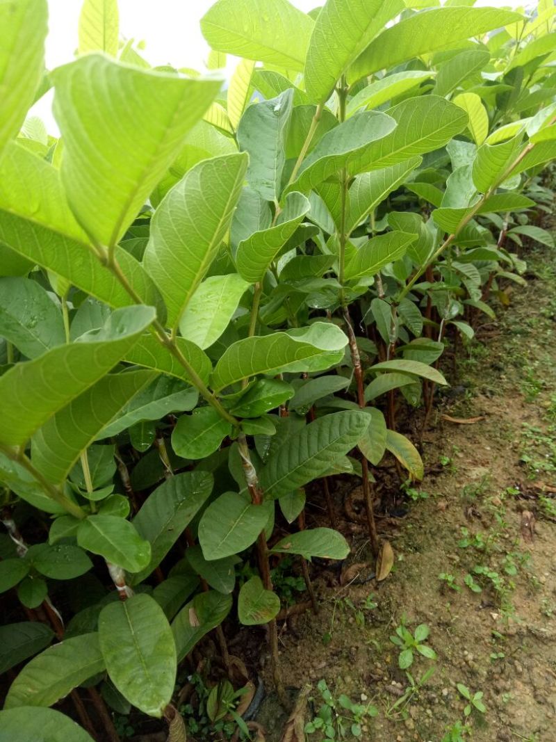 番石榴苗30~50cm