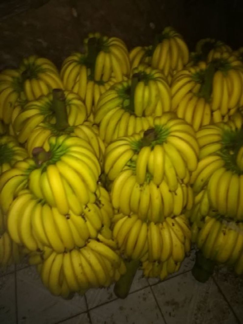 粉蕉七成熟