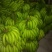 粉蕉七成熟