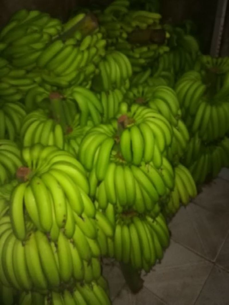 粉蕉七成熟