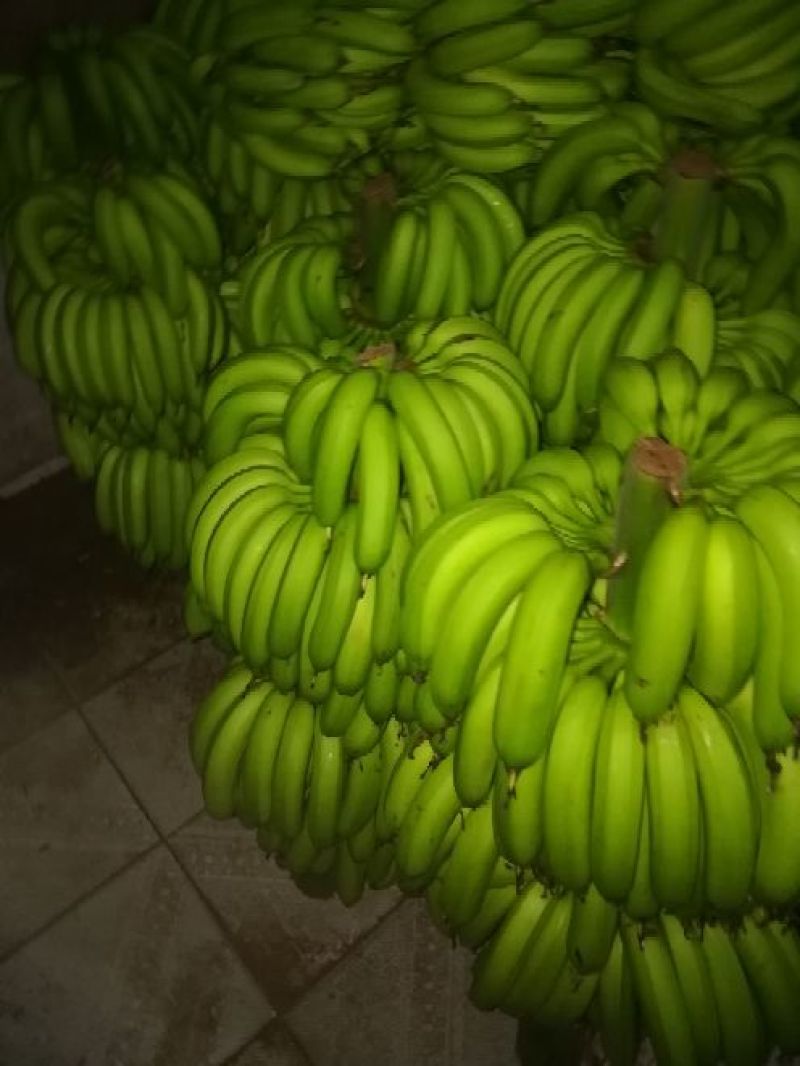 粉蕉七成熟