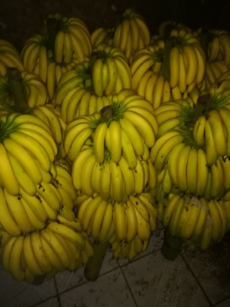 粉蕉七成熟