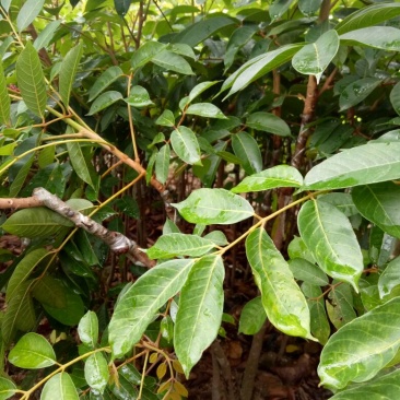 橄榄树苗
