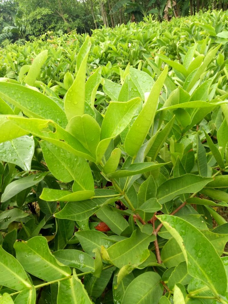 黑金刚莲雾苗