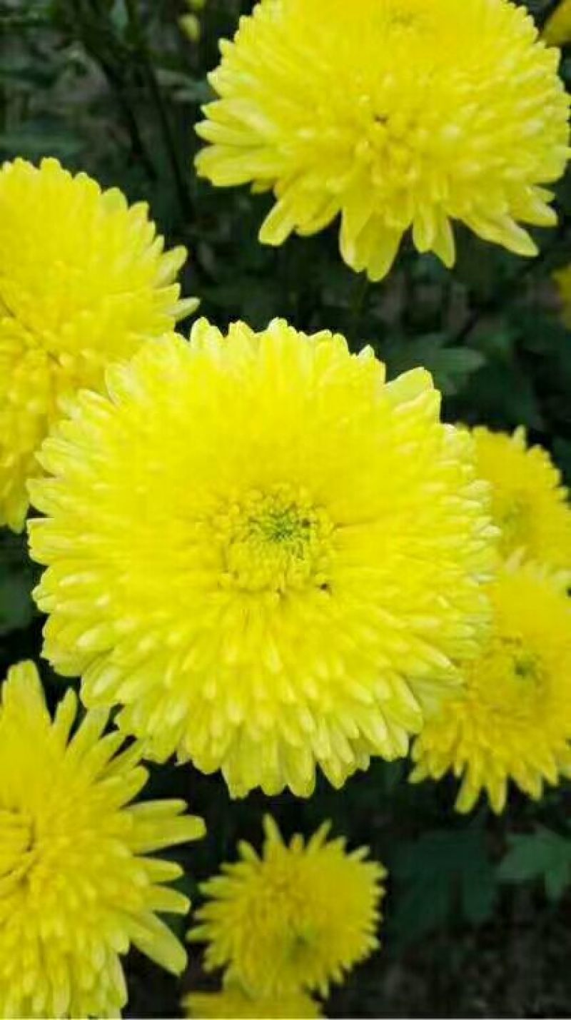 菊花茶一级