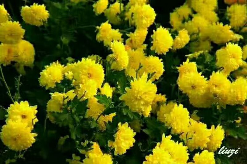 菊花茶一级