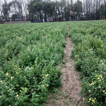 菊花茶一级