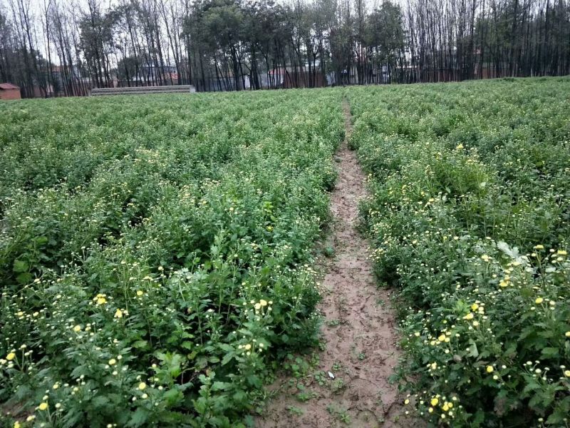 菊花茶一级