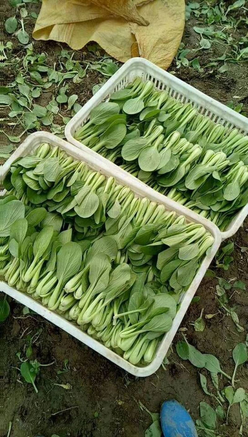 青菜8~10cm