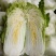 【春节特惠】大白菜北京3号白菜包装齐全直供商超代理