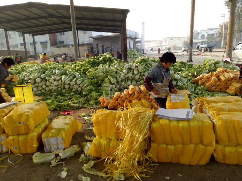 【春节特惠】大白菜北京3号白菜包装齐全直供商超代理
