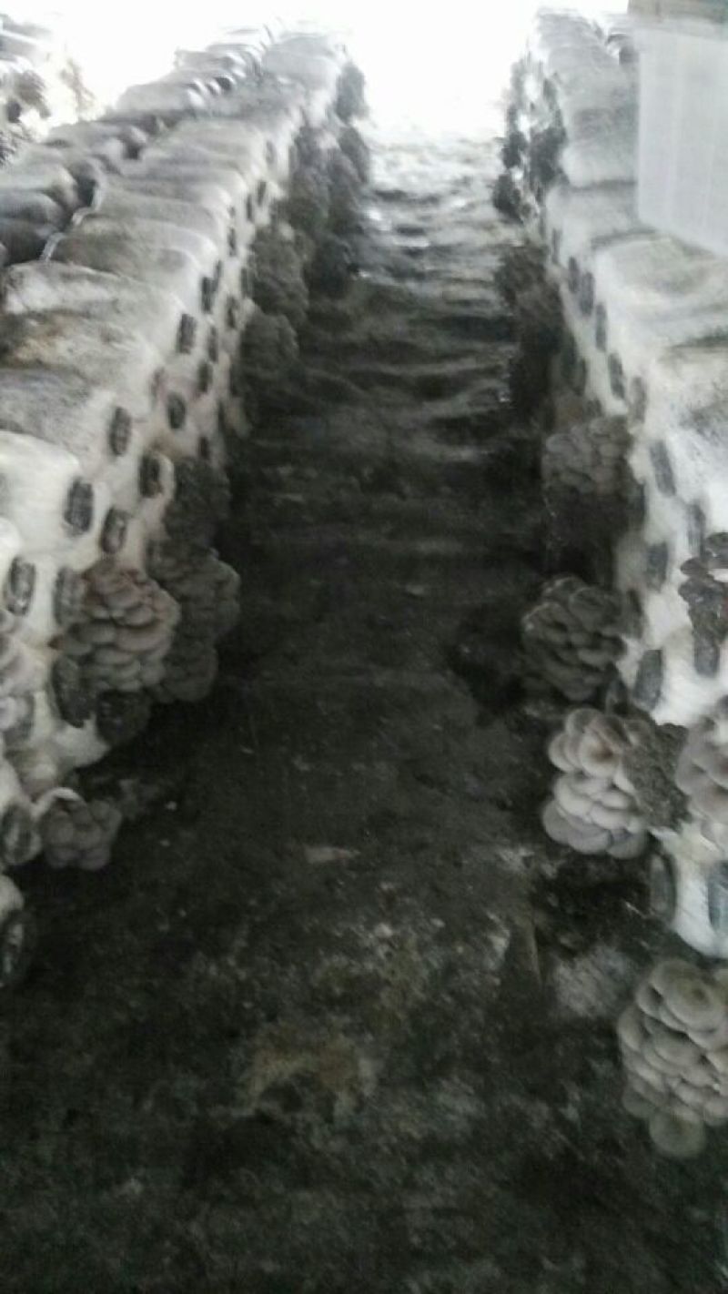 平菇菌棒22*47