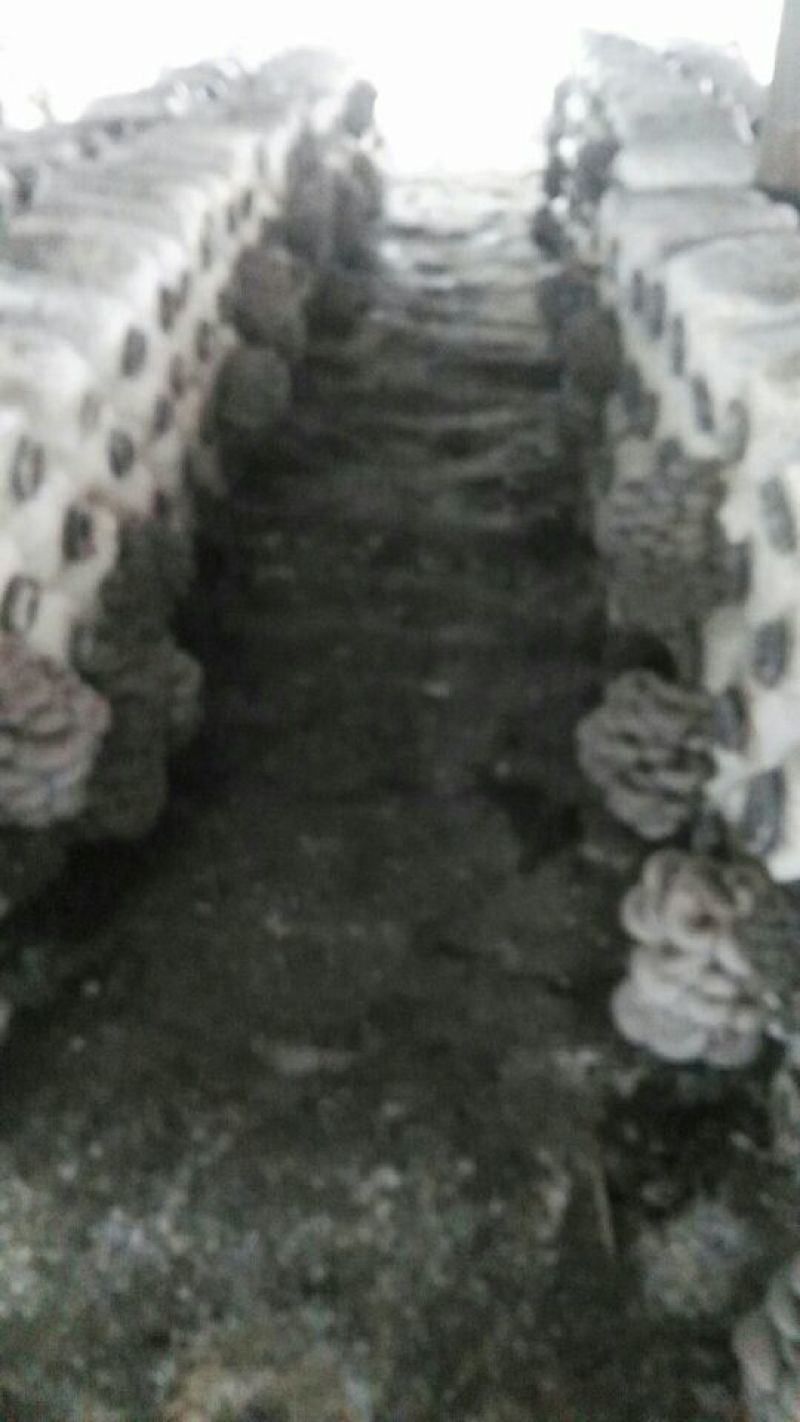 平菇菌棒22*47