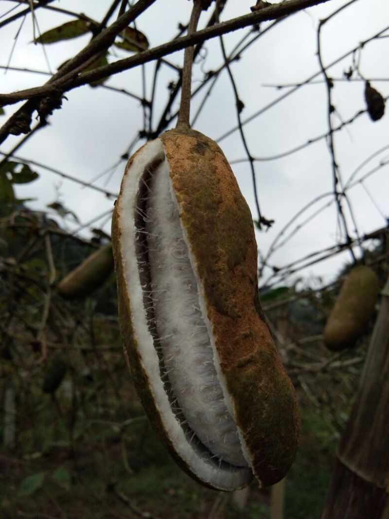 八月瓜150g以上种植