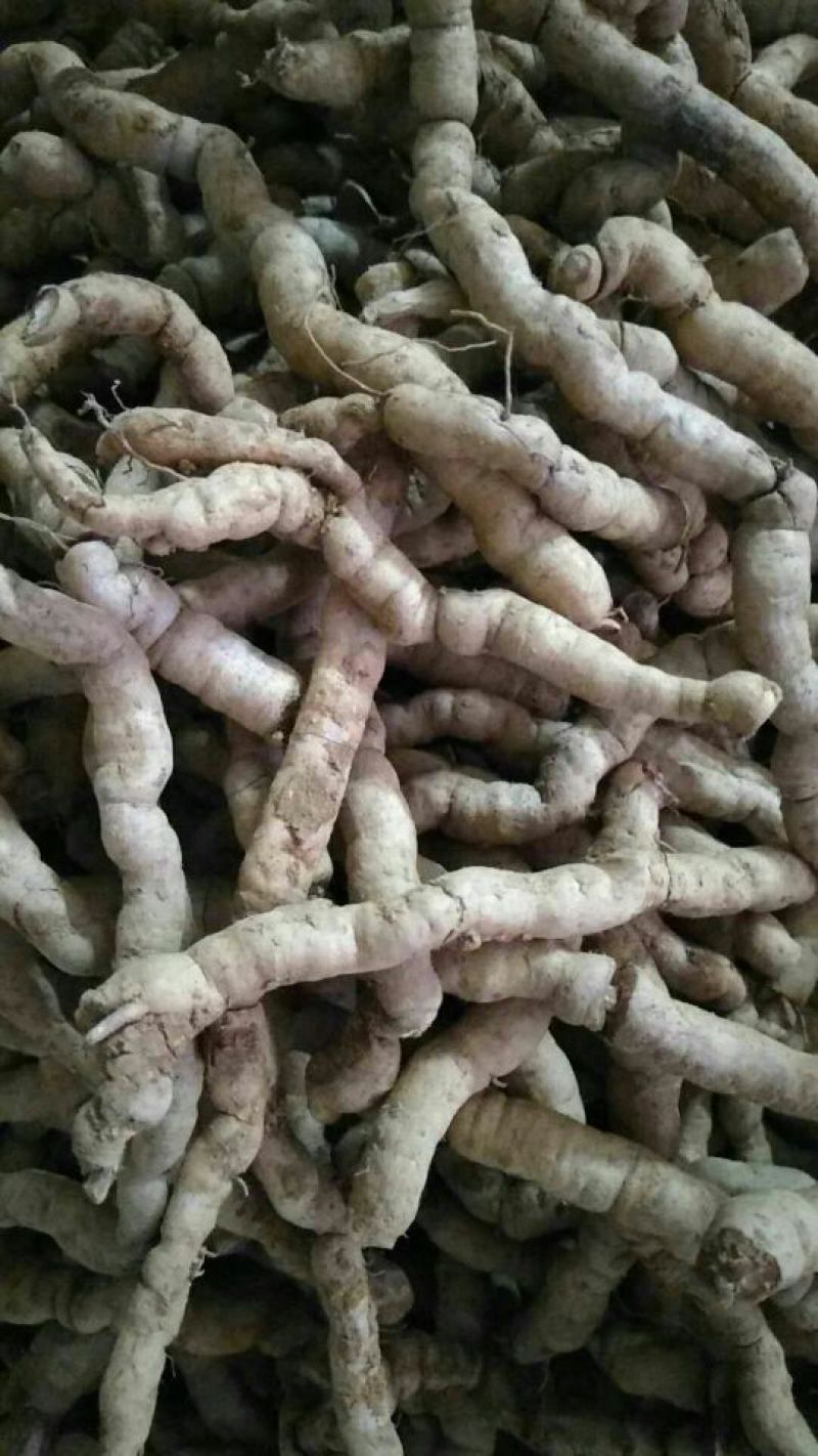 巴戟天二级