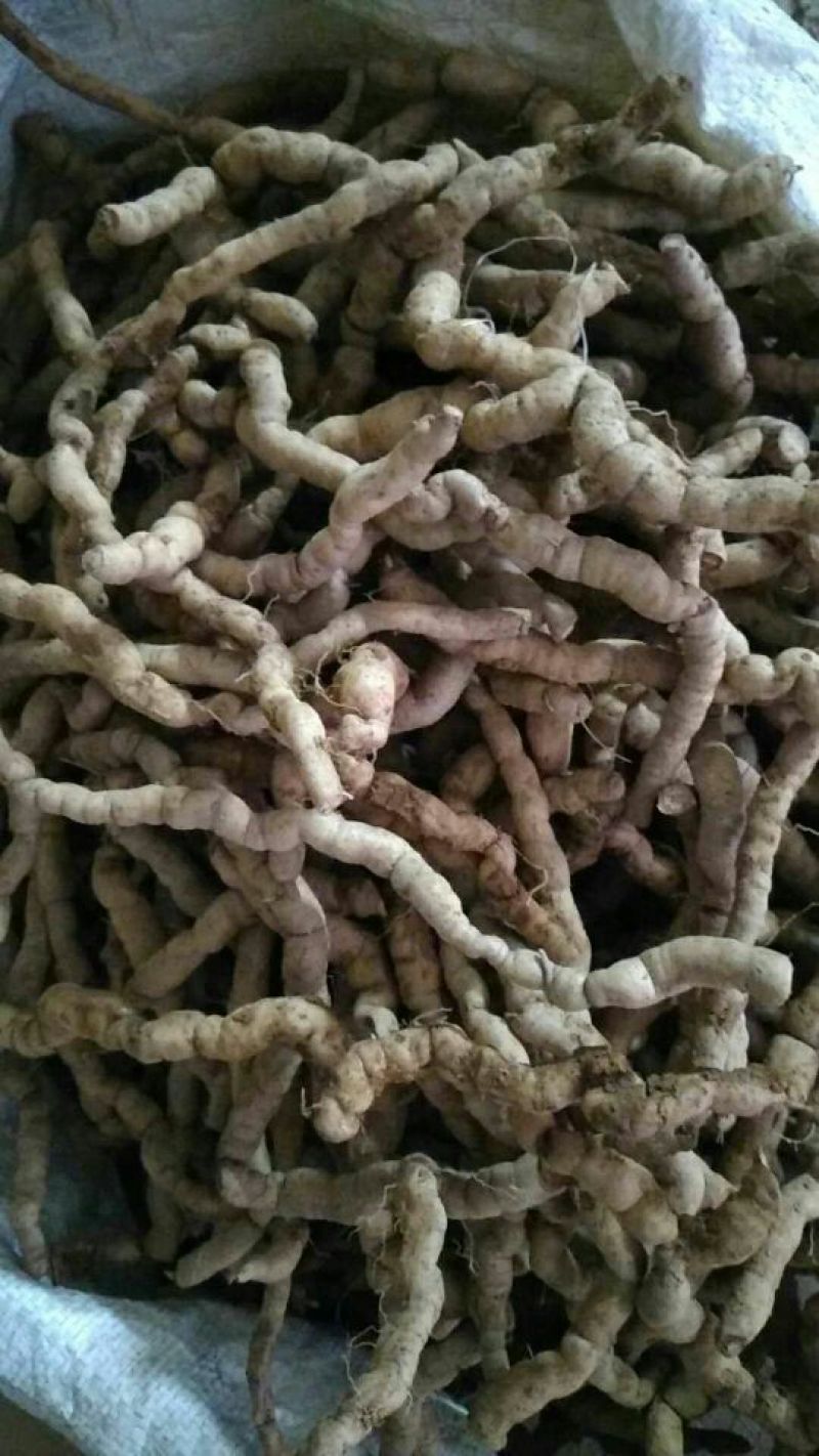 巴戟天二级