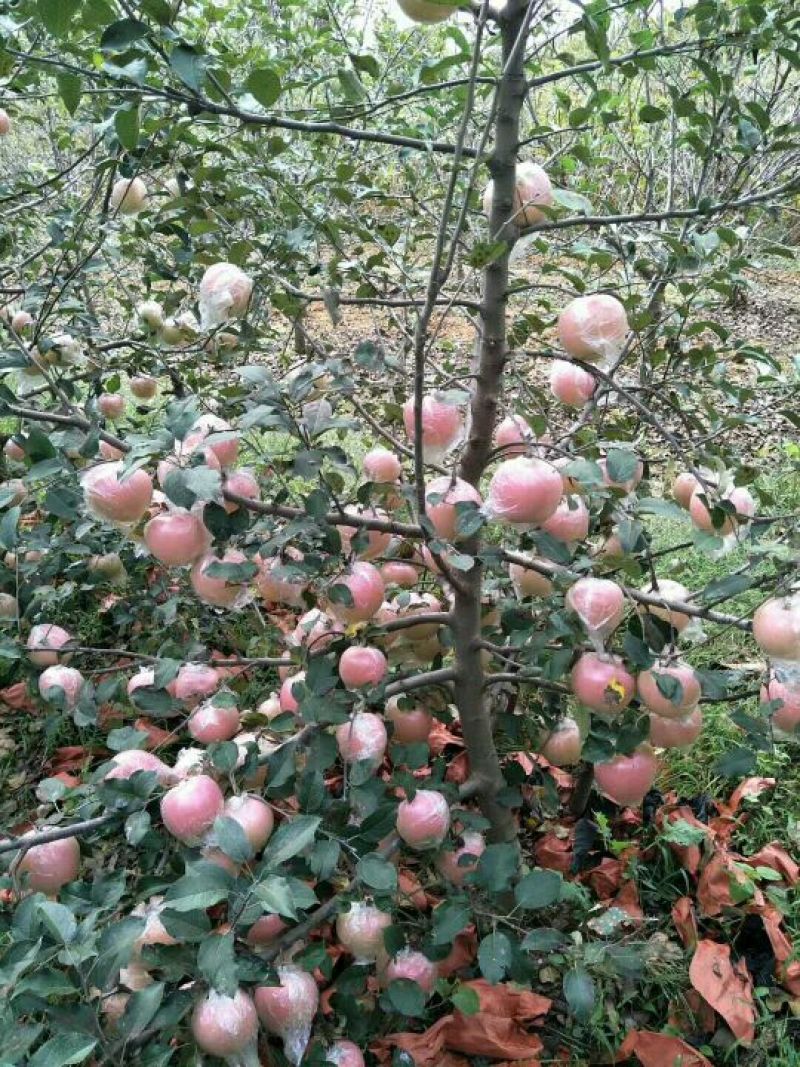 红富士苹果75mm以下膜袋