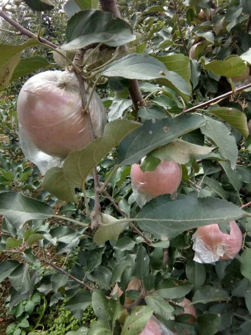 红富士苹果75mm以下膜袋