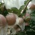 红富士苹果75mm以下膜袋