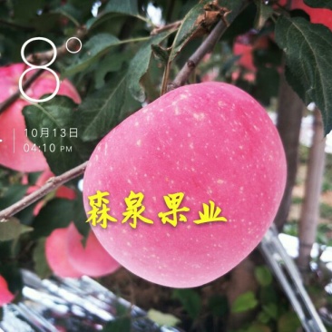 烟富10号苹果树苗海棠砧成苗