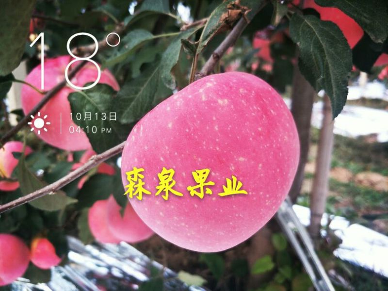 烟富10号苹果树苗海棠砧成苗