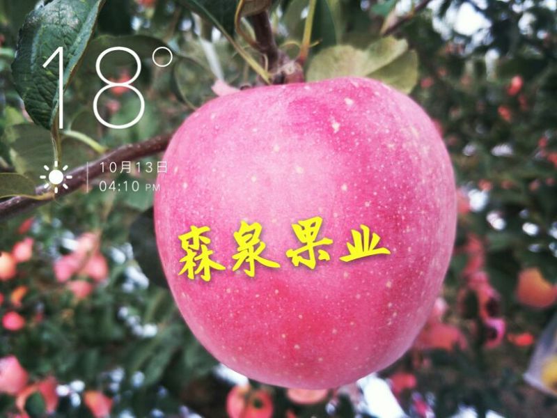 烟富10号苹果树苗海棠砧成苗