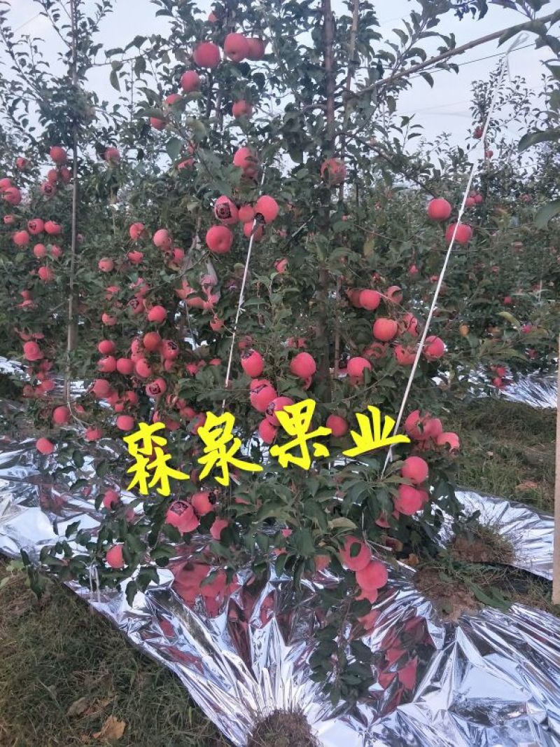 烟富10号苹果树苗海棠砧成苗