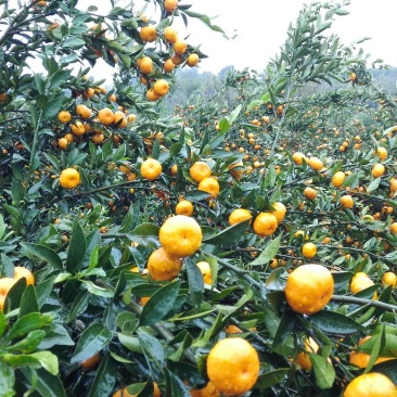 湖南柑桔,常德蜜桔,南丰蜜橘4~4.5cm精品蜜橘