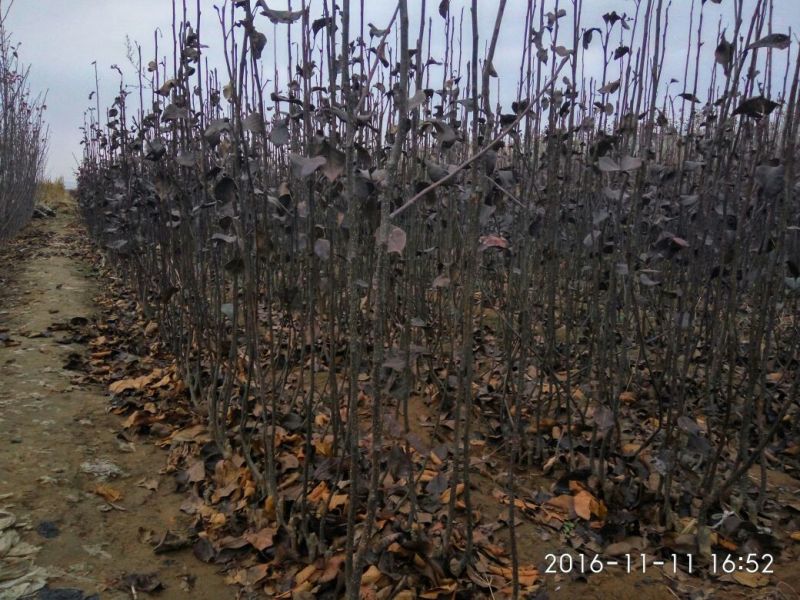 烟富10号苹果树苗海棠砧成苗
