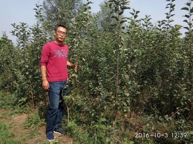 烟富10号苹果树苗海棠砧成苗
