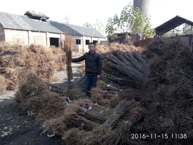 烟富10号苹果树苗海棠砧成苗