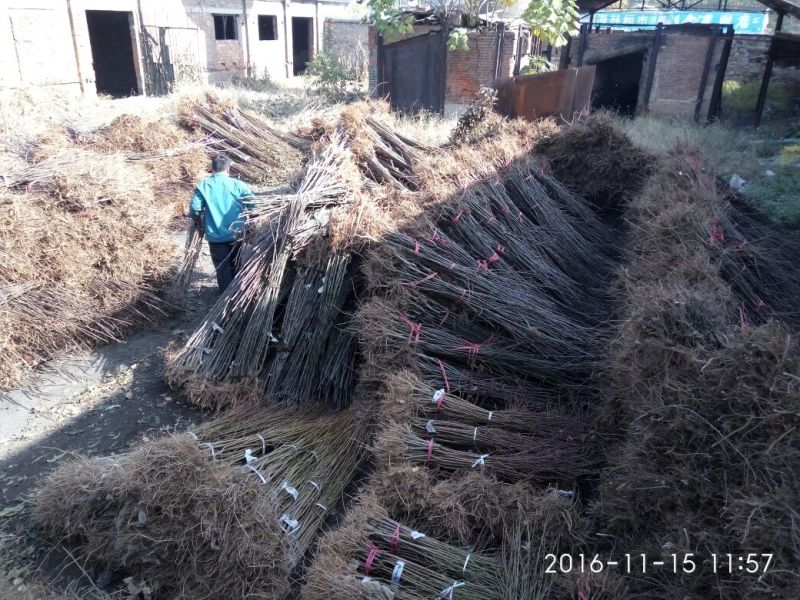 烟富10号苹果树苗海棠砧成苗