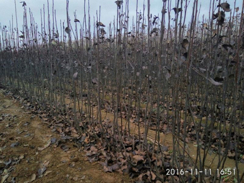 烟富10号苹果树苗海棠砧成苗
