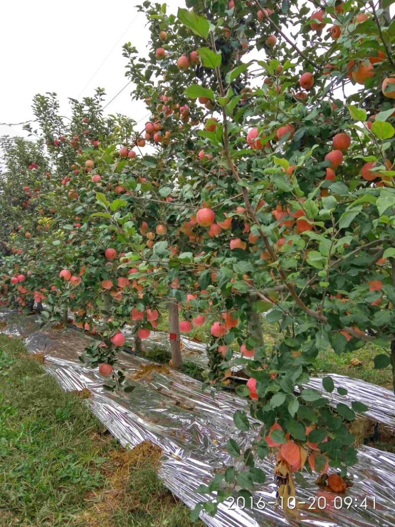 烟富10号苹果树苗海棠砧成苗