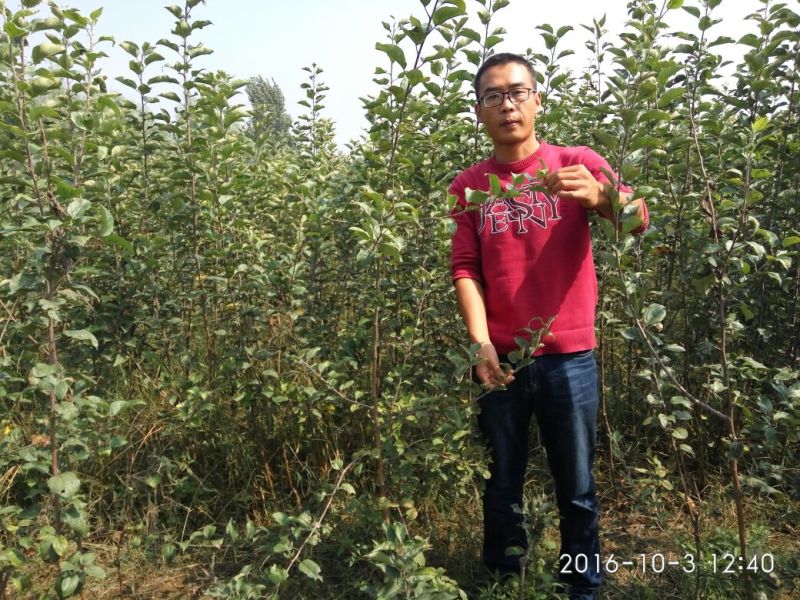 烟富10号苹果树苗海棠砧成苗