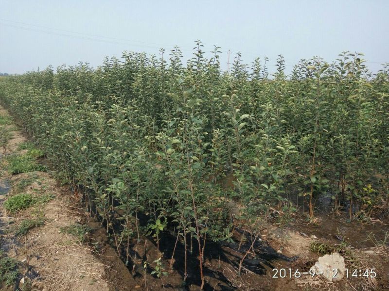 烟富10号苹果树苗海棠砧成苗