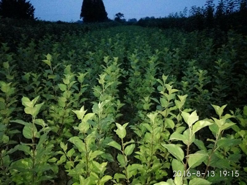烟富10号苹果树苗海棠砧成苗