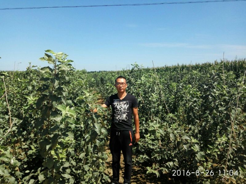 烟富10号苹果树苗海棠砧成苗