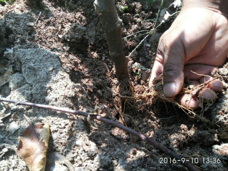 烟富10号苹果树苗海棠砧成苗