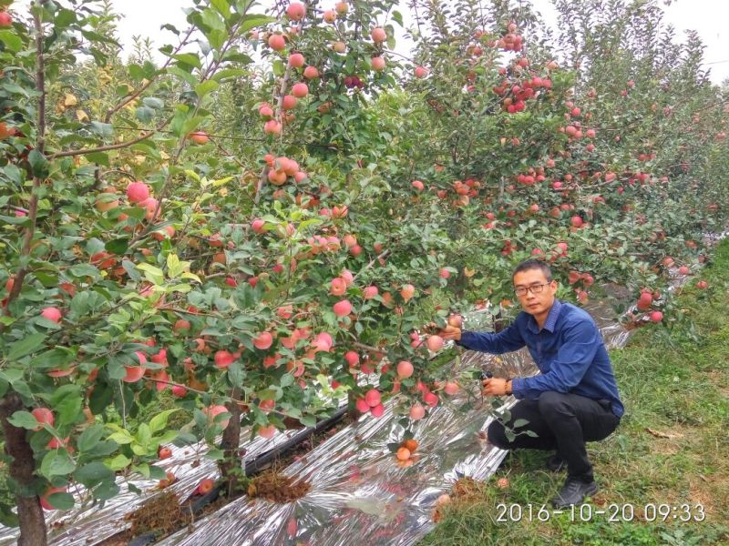 红富士苹果树苗乔化苗成苗