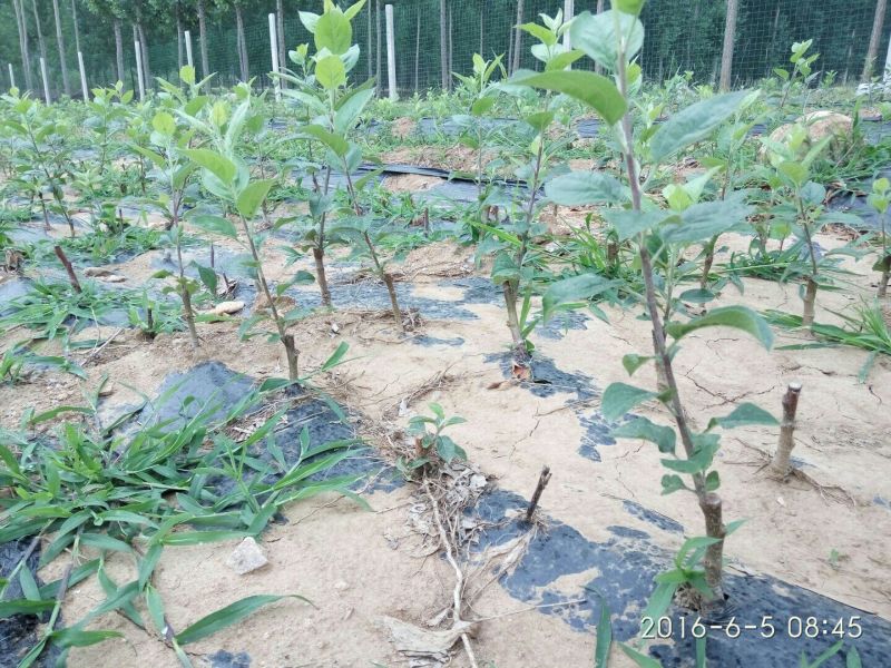 红富士苹果树苗乔化苗成苗