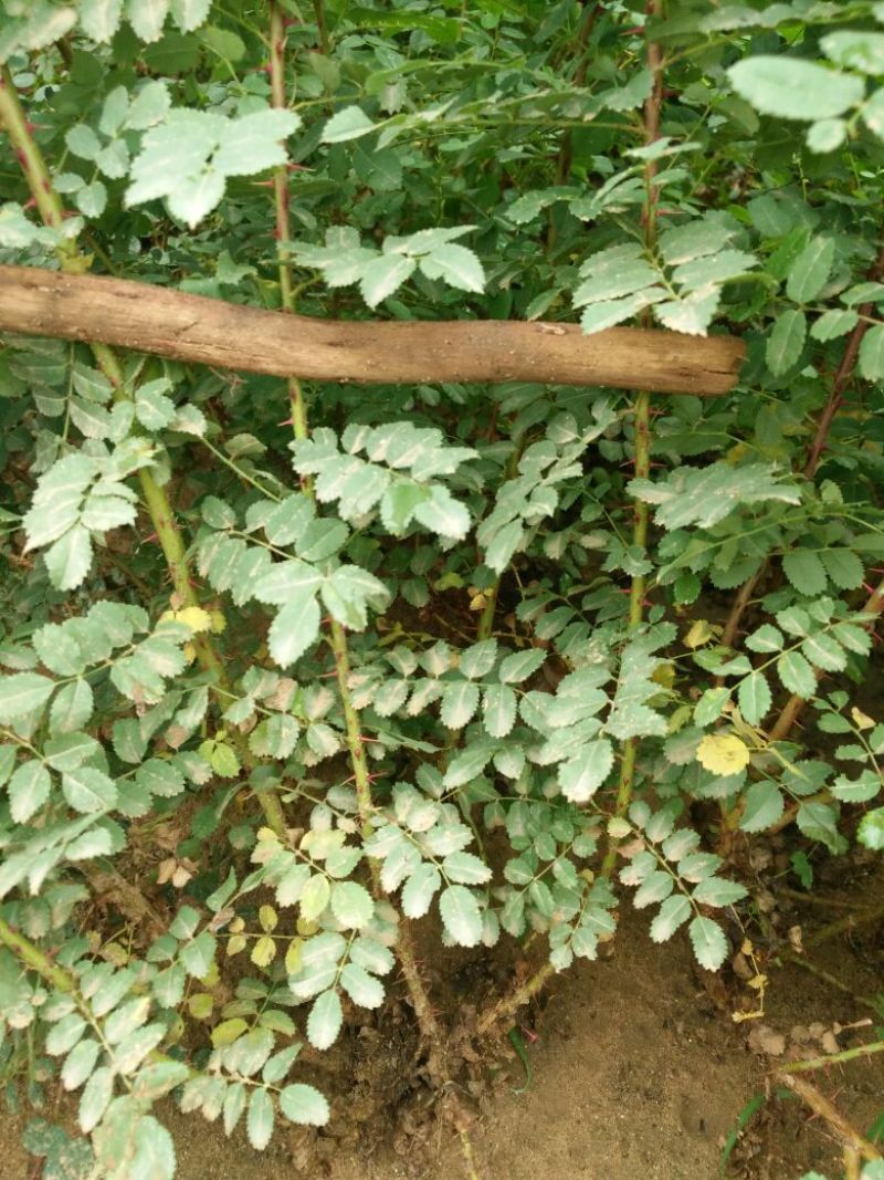 黄刺梅树苗，精品苗木，免费提供种植技术，成活率高，量大