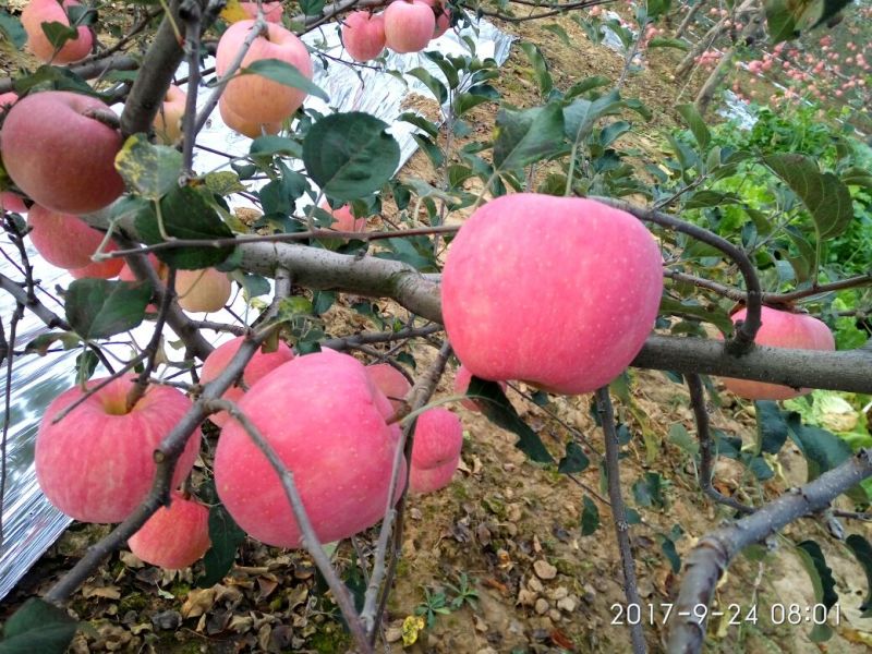 水晶富士苹果75mm以上纸袋