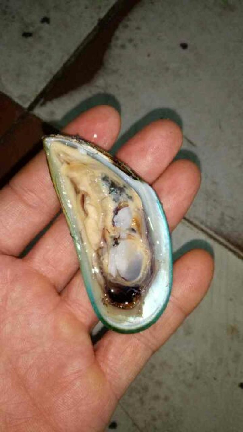 花蛤杂色蛤食用鲜活