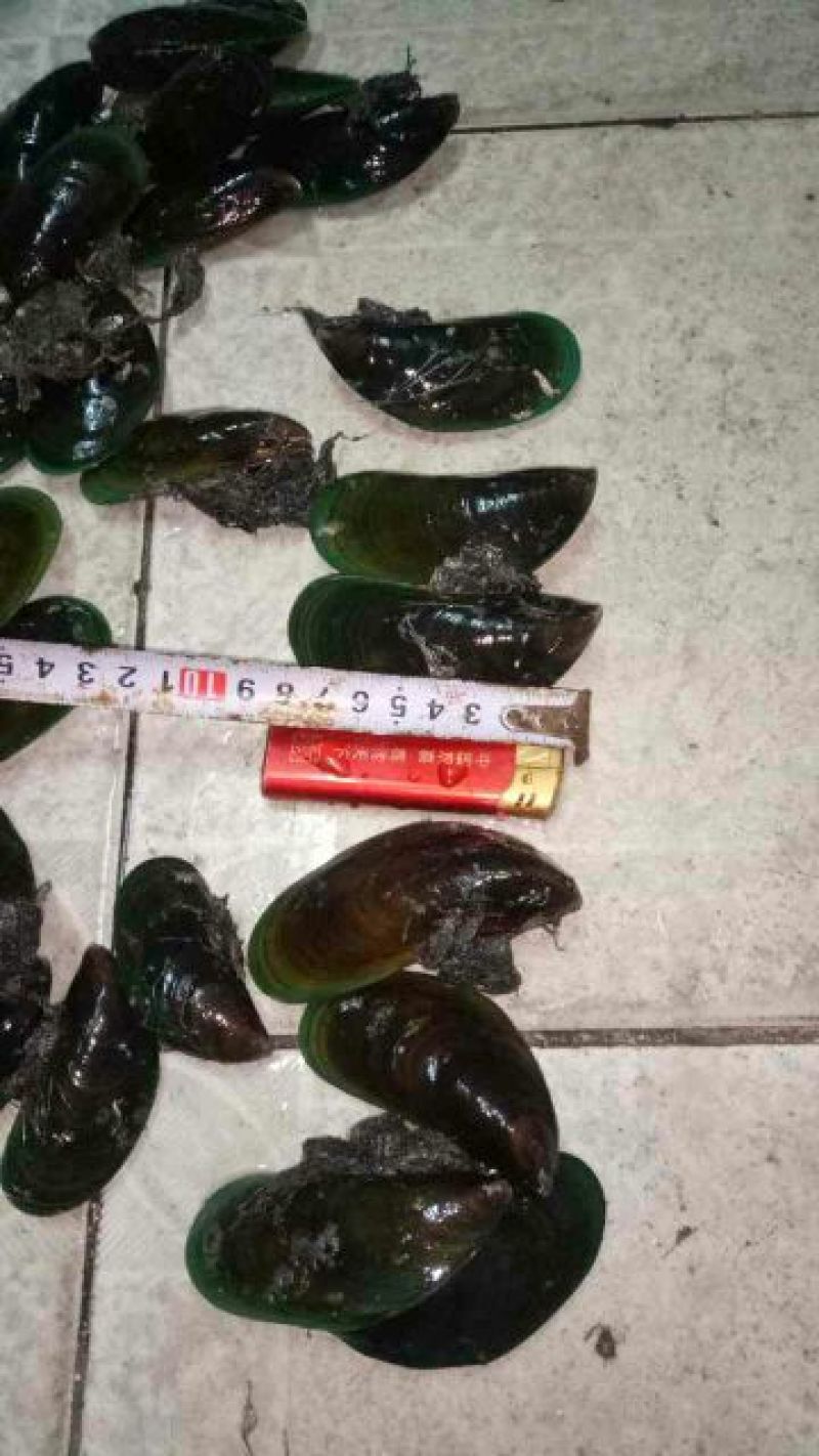 花蛤杂色蛤食用鲜活