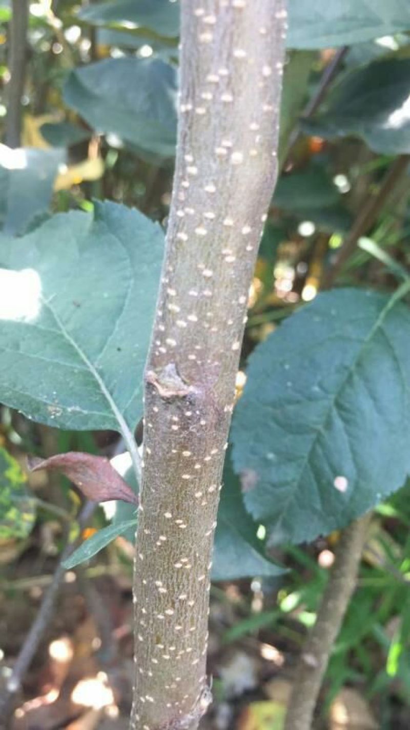 砧木