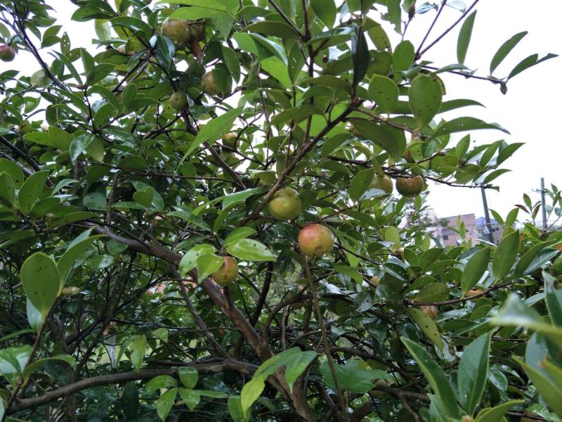 山茶果中籽
